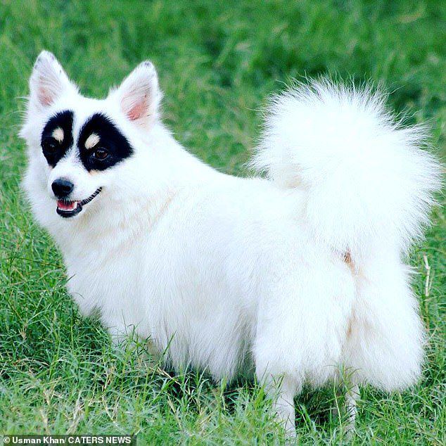 Білосніжній собачці пощастило народитися з чорними відмітинами навколо очей, що робить її надзвичайно привабливою. Красуня схожа на Зорро!