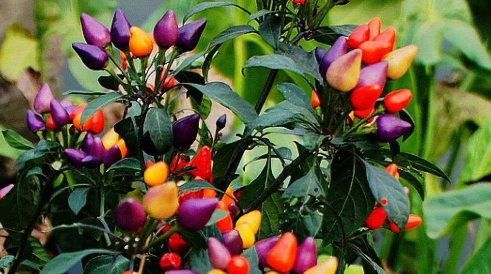 Найкрасивіші, незвичайні і барвисті сорти овочів для садівників. Овочі, які можуть затьмарити своєю красою навіть квіти.