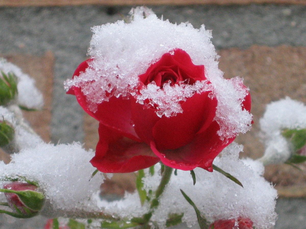 Яку мінусову температуру витримують незакриті троянди. Що відбувається з трояндами, коли настають морози.
