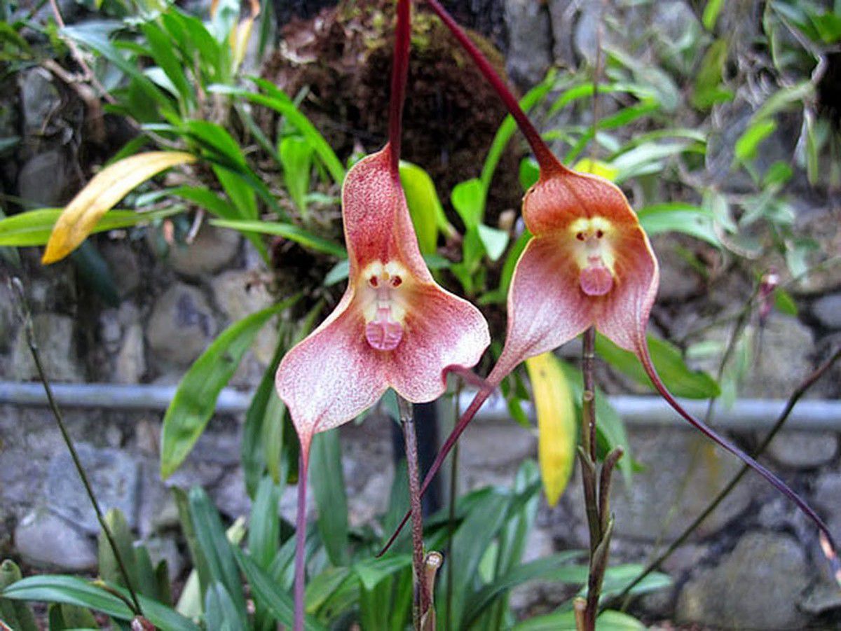 Рідкісні види орхідей, які схожі на маленькі мордочки мавп. У природи безмежна фантазія, яка не може не радувати!
