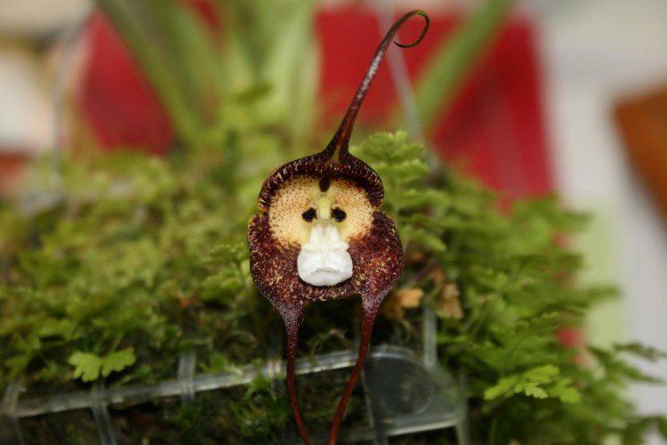 Рідкісні види орхідей, які схожі на маленькі мордочки мавп. У природи безмежна фантазія, яка не може не радувати!