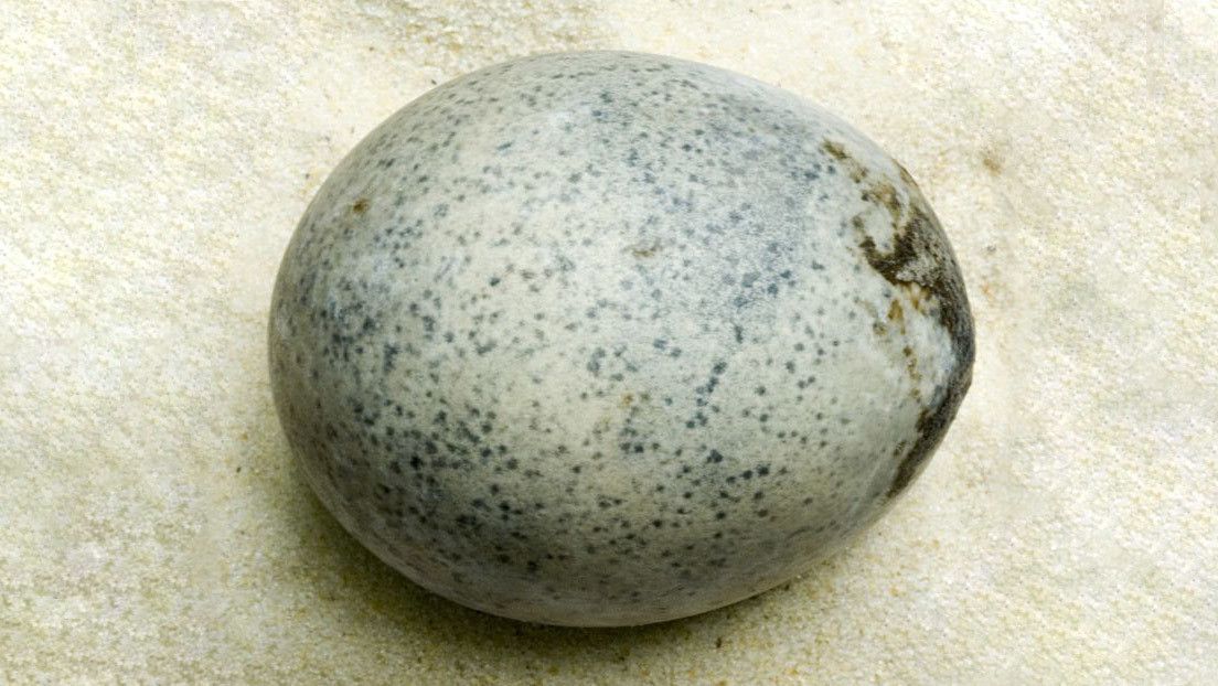 Археологи випадково розбили три 1700-літніх яйця, знайдених у Великобританії. Однак команді вдалося зберегти четверте яйце.