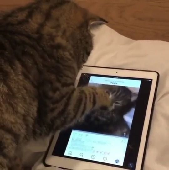 Сучасна кішечка, вирішила переглянути свій профіль в Instagram — відео. Ролик з продвинутою кицею став вірусним в інтернеті.