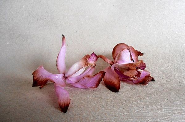 Як врятувати улюблену орхідею, якщо опадають всі квіти. Корисні поради по догляду за улюбленими квітами.