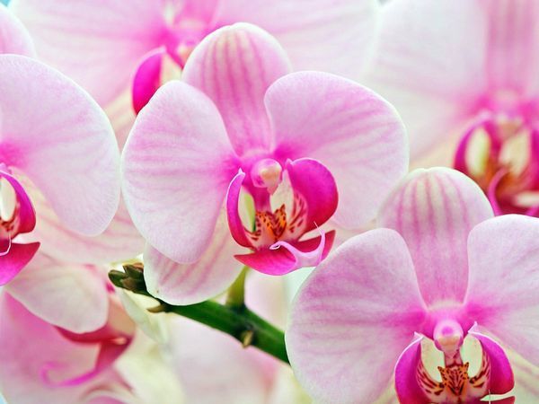 Як врятувати улюблену орхідею, якщо опадають всі квіти. Корисні поради по догляду за улюбленими квітами.