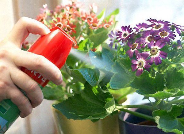 10 простих способів як, позбутися мошок на квітах в домашніх умовах. Прості та перевірені способи боротьби з квітковими мошками.