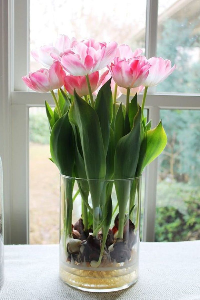 Як виростити тюльпани вдома без ґрунту. Для цього навіть не потрібно ніяких навичок садівника. Все легко і просто.