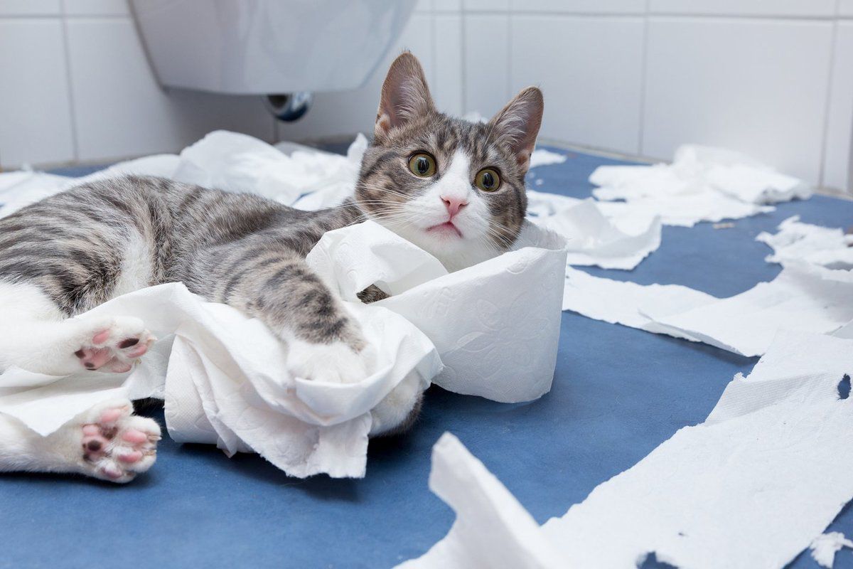 Кішка обожнює рвати туалетний папір: як вирішити цю проблему. Як боротися з таким хобі кота.
