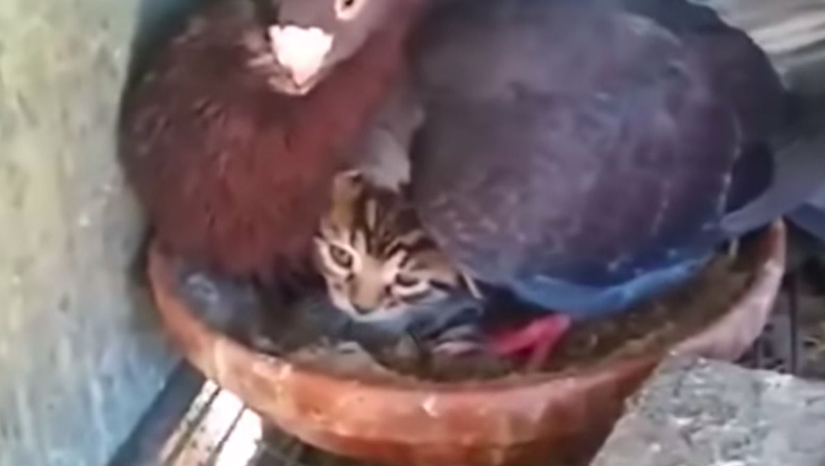Голубка усиновила маленьке бездомне кошеня — неймовірне відео. Пташка готова на все, щоб захистити «дитинча».