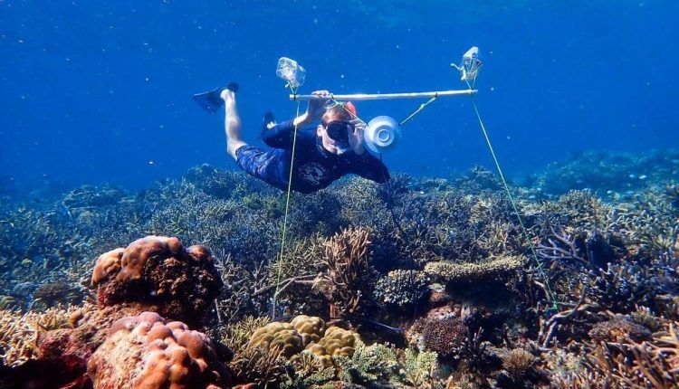 Підводна акустика може врятувати коралові рифи від загибелі. А ви знали, що під водою шумно?