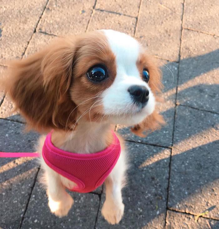 Дивлячись на цю чарівну маленьку собачку важко повірити, що вона вже доросла. Її очі як величезні намистини.