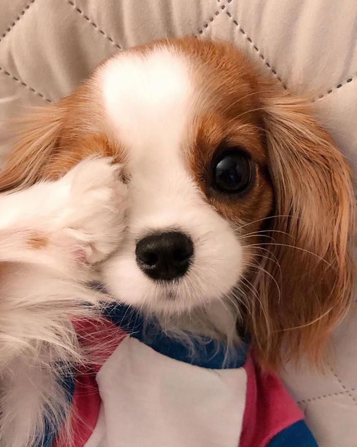 Дивлячись на цю чарівну маленьку собачку важко повірити, що вона вже доросла. Її очі як величезні намистини.
