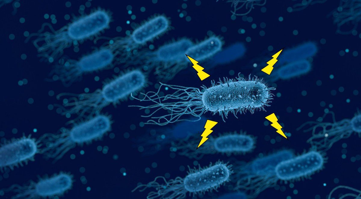 Вчені навчилися шукати бактерії в кишечнику, які генерують електрику. Величезна різноманітність мікробів в нашому організмі так чи інакше вказує на те, що серед них можуть бути знайдені так звані електробактерії – спеціальний клас бактерій, які можуть виробляти електрику і володіють відповідними властивостями.