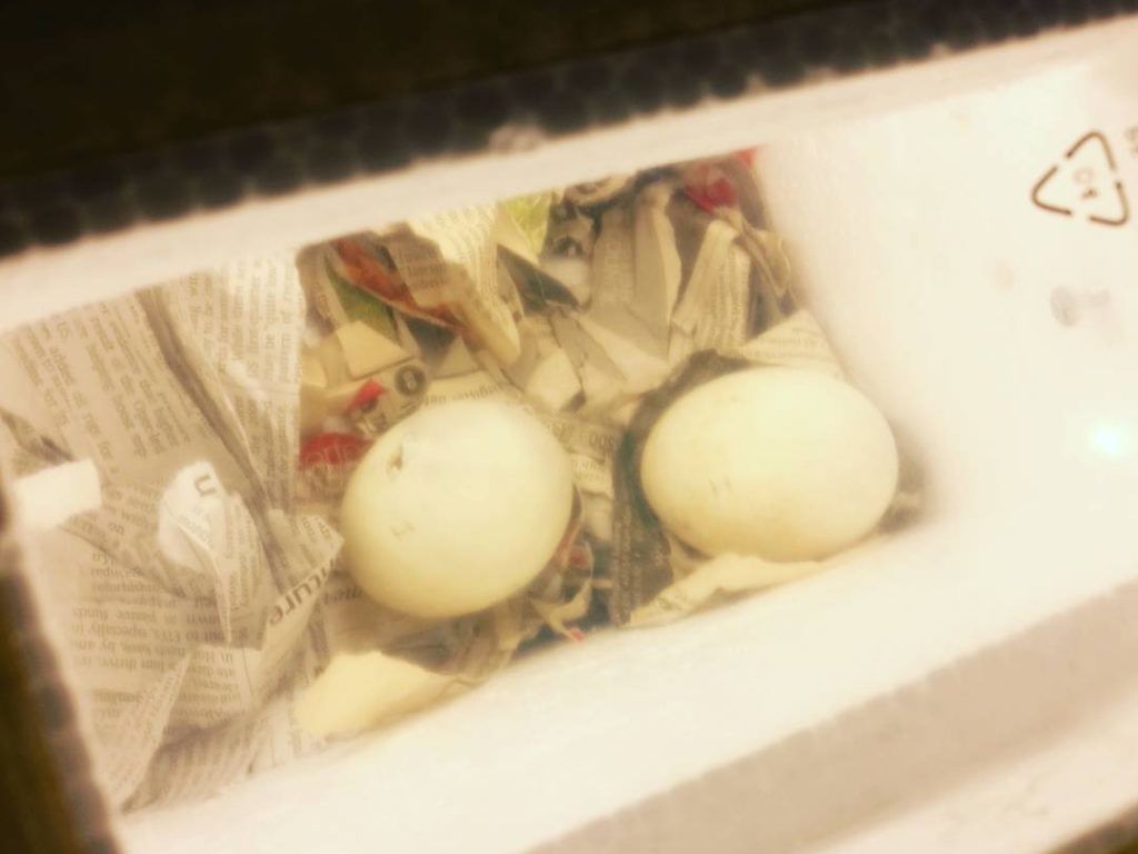 Жителька Малайзії придбала магазинне яйце, а з нього вилупилося каченя. Тепер качка приносить дівчині радісний настрій.