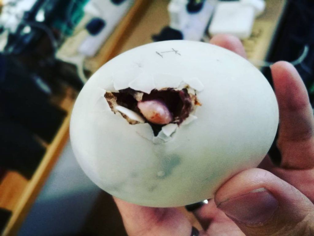 Жителька Малайзії придбала магазинне яйце, а з нього вилупилося каченя. Тепер качка приносить дівчині радісний настрій.