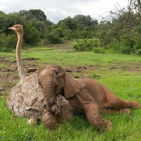 Неймовірна історія дружби між слоненям-сиротою і страусом. Товариші навіть обіймаються щодня!