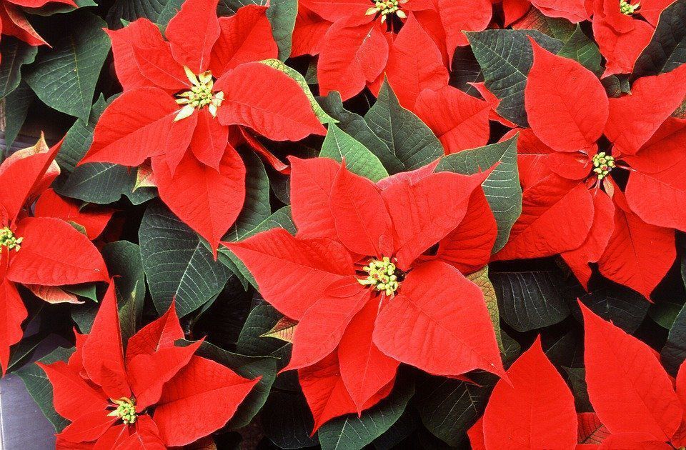 Рослини-символи, без яких важко уявити Різдво. 7 популярних різдвяних рослин.