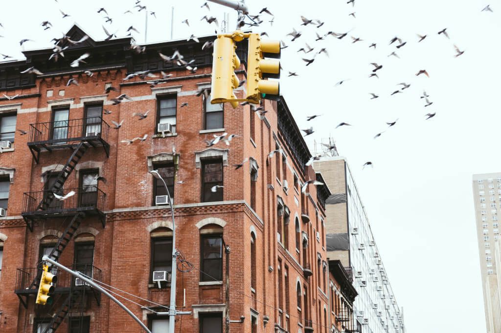 Нью-Йорк змінює будівельні норми через масову загибель птахів. Влада міста прийняла закон про «пташині вікна».