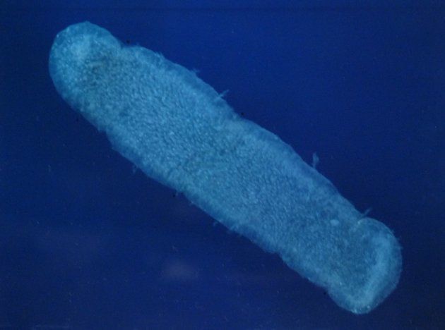 Вчені розробили новий метод підрахунку концентрації мікропластику в океані. Його виявилося в мільйони разів більше, ніж вважалося раніше.