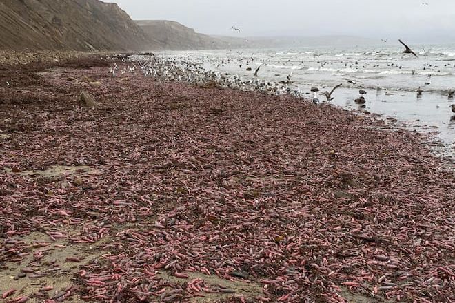 Пляж Каліфорнії захопили істоти незвичайної форми і викликали подив в місцевих мешканців. Сильні шторми змістили зону припливу, зруйнували нори морських тварин і викинули їх на берег.