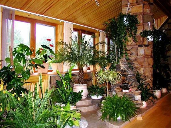 Як створити власний зимовий сад в маленькій квартирі. Поради, які допоможуть Вам створити омріяну красу.