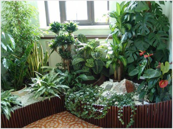 Як створити власний зимовий сад в маленькій квартирі. Поради, які допоможуть Вам створити омріяну красу.