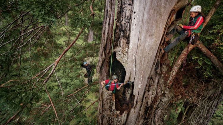 Цікаві факти про секвої — справжні лісові велетні. Дивна особливість цих дерев полягає в тому, що їх вік може сягати 3 тисяч років. Але це ще не все...