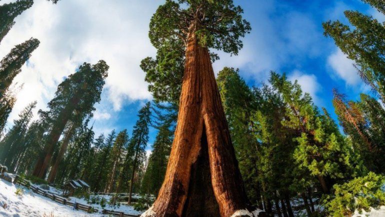 Цікаві факти про секвої — справжні лісові велетні. Дивна особливість цих дерев полягає в тому, що їх вік може сягати 3 тисяч років. Але це ще не все...