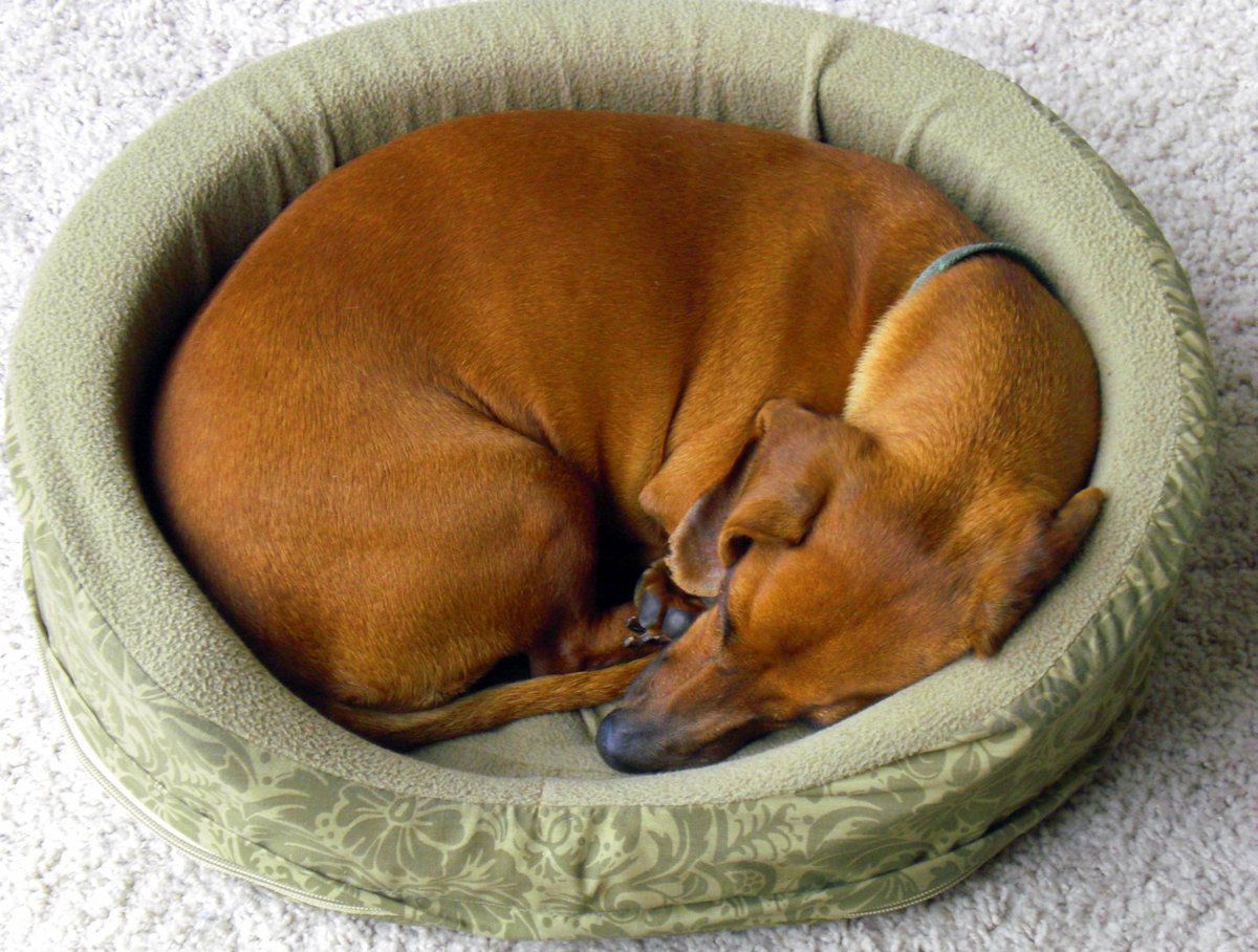 Чому і навіщо собаки крутяться на одному місці перед тим, як лягти спати. Історія та наукове пояснення.