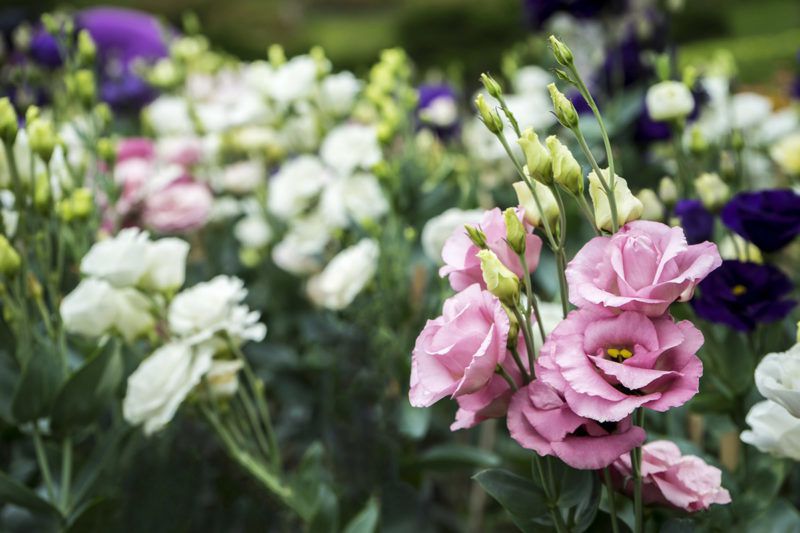 10 найдорожчих квітів на планеті. Рейтинг квітів, які не так просто і купити.