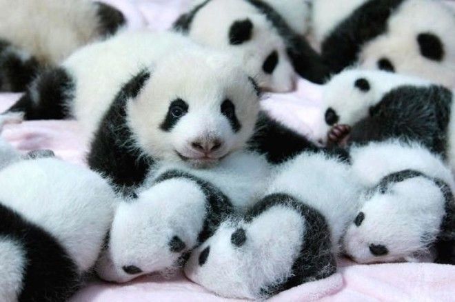 Наймиліше місце у світі — в Китаї існує дитячий садок для маленьких панд. Тільки подивіться на цих плюшевих малят!
