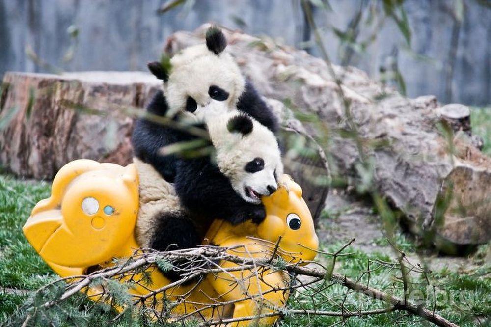 Наймиліше місце у світі — в Китаї існує дитячий садок для маленьких панд. Тільки подивіться на цих плюшевих малят!