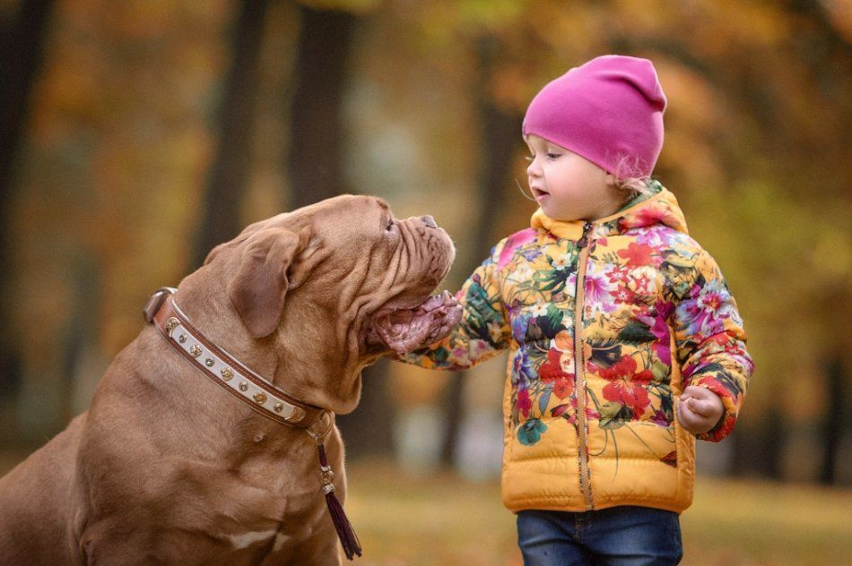 Вчені довели, що раннє спілкування дитини з собакою нівелює у неї ризики захворіти на шизофренію у майбутньому. Щоб не хворіти на шизофренію, треба з раннього віку спілкуватися з собаками.