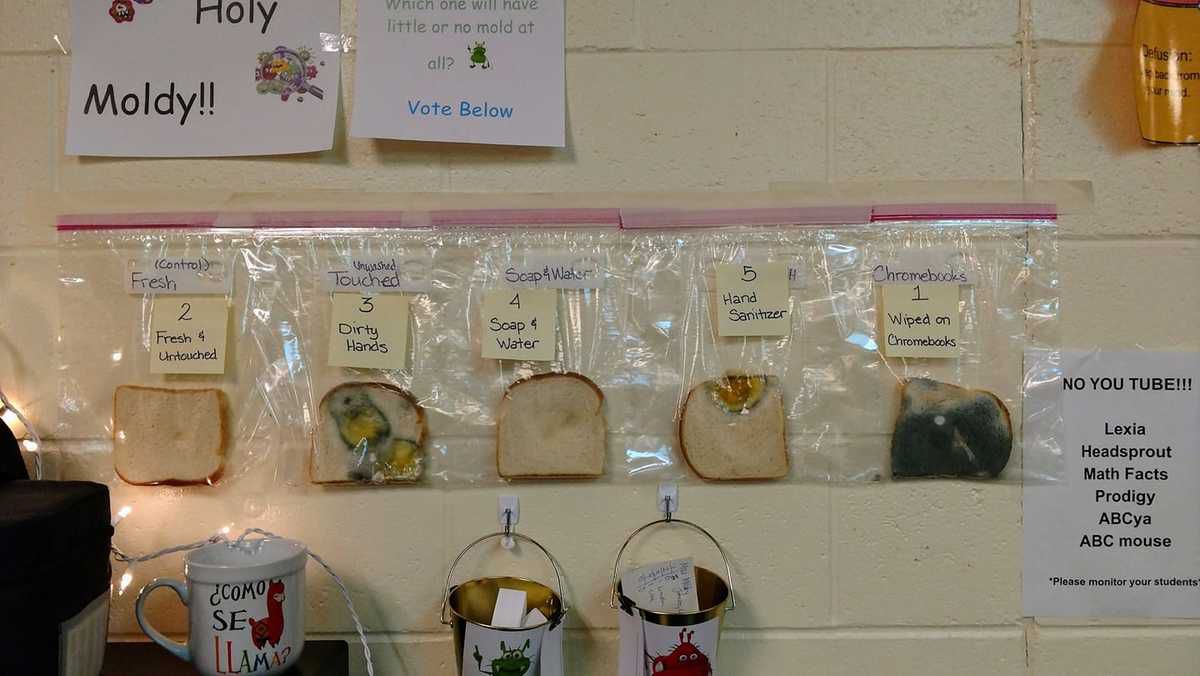 Вчителька провела експеримент з хлібом і показала, що потрібно мити руки милом і що антисептик не альтернатива. Експеримент показує, як розмножуються бактерії.