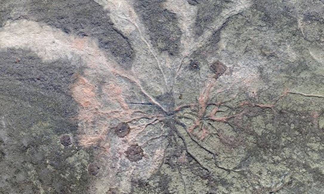 У покинутому кар'єрі Нью-Йорка були знайдені камені, які містять коріння десятків стародавніх дерев. Вчені знайшли ліс віком 385 млн років.