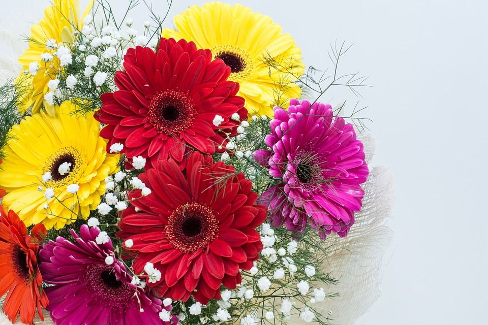 Які квіти краще дарувати взимку — поради флористів. Квіти, яким не страшна холодна пора року.