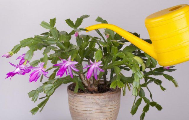 5 порад для виживання квітів взимку