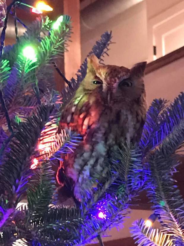 Замість різдвяних іграшок справжня сова — цікава знахідка на ялинці налякала американську родину. Таких різдвяних прикрас нема ні в кого.