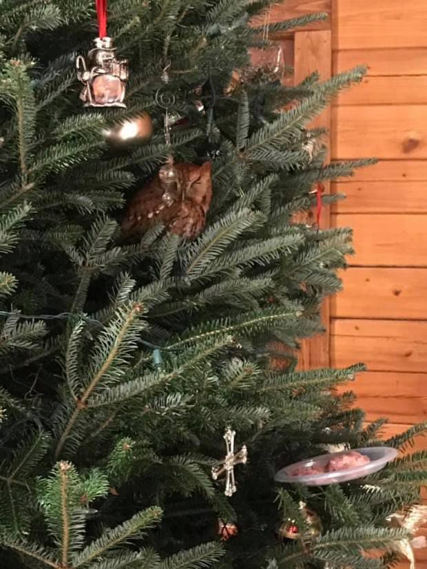 Замість різдвяних іграшок справжня сова — цікава знахідка на ялинці налякала американську родину. Таких різдвяних прикрас нема ні в кого.
