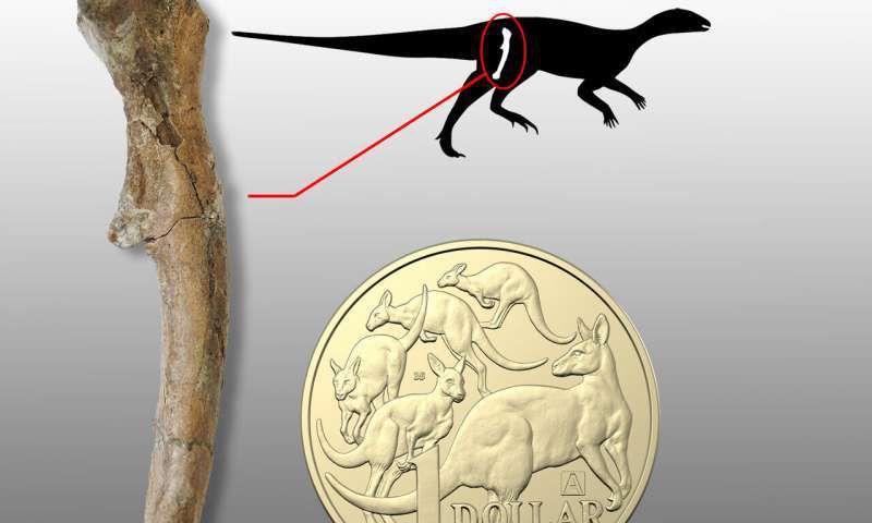 На території Австралії вперше виявили останки дитинчат динозаврів. Вони збереглися у відкладеннях вздовж південного узбережжя Вікторії.