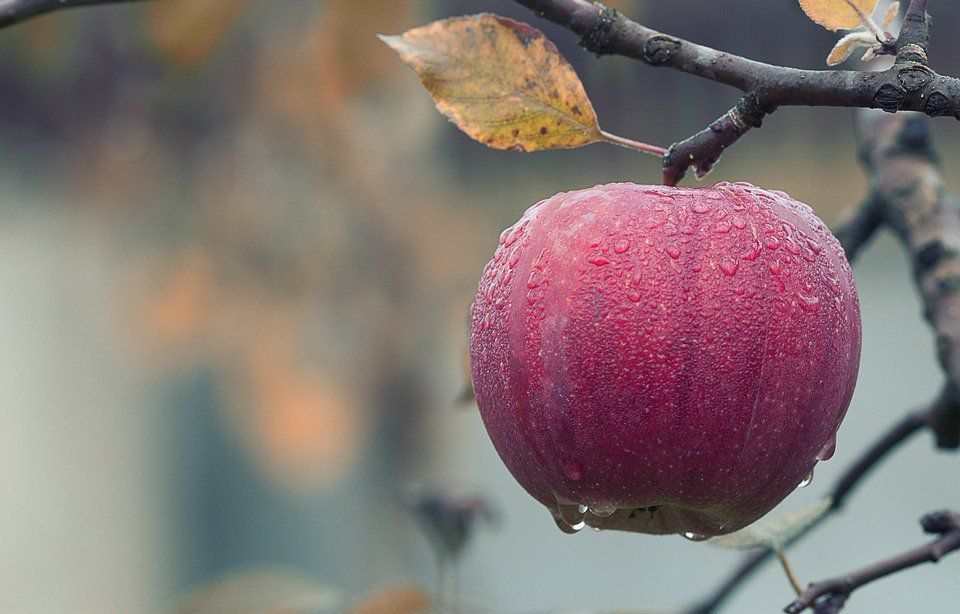 Які сорти яблук зберігаються до весни. Обійтися без покупних яблук можна, благо, селекціонерами були виведені зимові сорти, які можуть зберігатися до весни практично без втрат у вазі і смакових якостях.