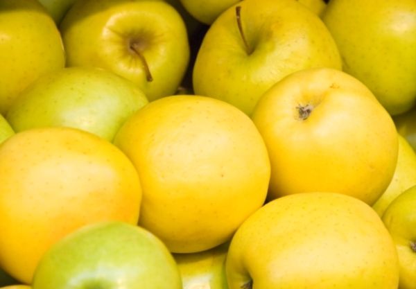 Які сорти яблук зберігаються до весни. Обійтися без покупних яблук можна, благо, селекціонерами були виведені зимові сорти, які можуть зберігатися до весни практично без втрат у вазі і смакових якостях.
