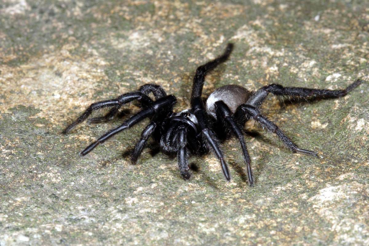 В Австралії знайшли 43-річного павука-рекордсмена. До цього рекорд належав 28-річному мексиканському тарантулу.