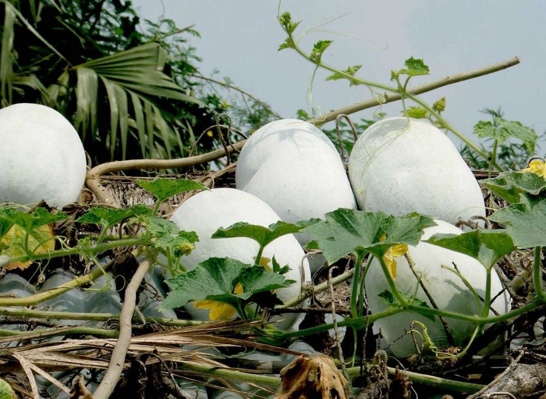Корисні поради щодо вирощування зимового гарбуза. Зимовий гарбуз можна вирощувати і на наших городах.