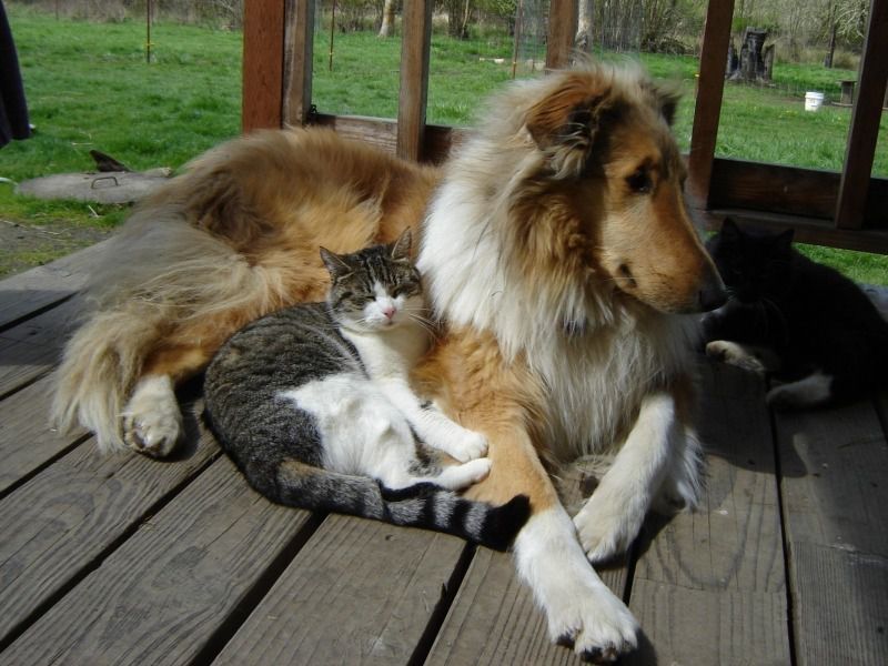 Які породи собак зможуть легко ужитися з кішками. Породи собак, що здатні спокійно жити в одному будинку з пухнастиками.