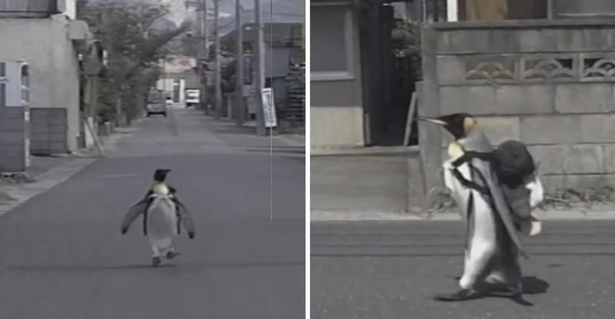 Королівський пінгвін став частиною японської родини. Він навіть ходив на ринок за рибою. Дивіться відео, як пінгвін ходить за покупками.