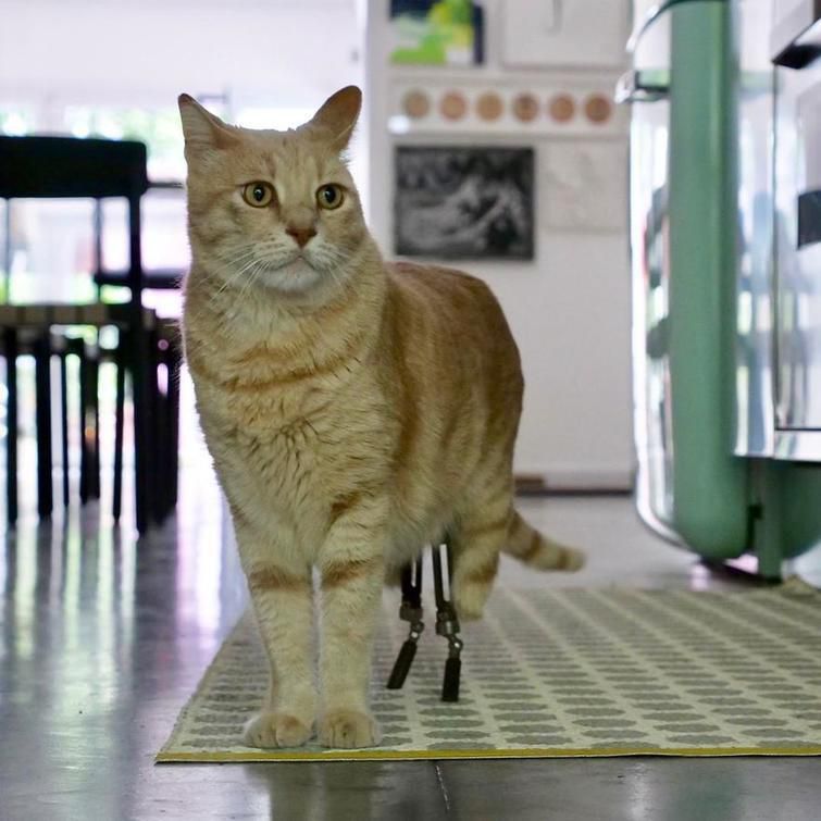 Кіт залишився без двох задніх лап, але йому встановили протези і тепер він живе повноцінним життям. Тепер котик нічим не поступається іншим котам. Відео лише підтверджує це.