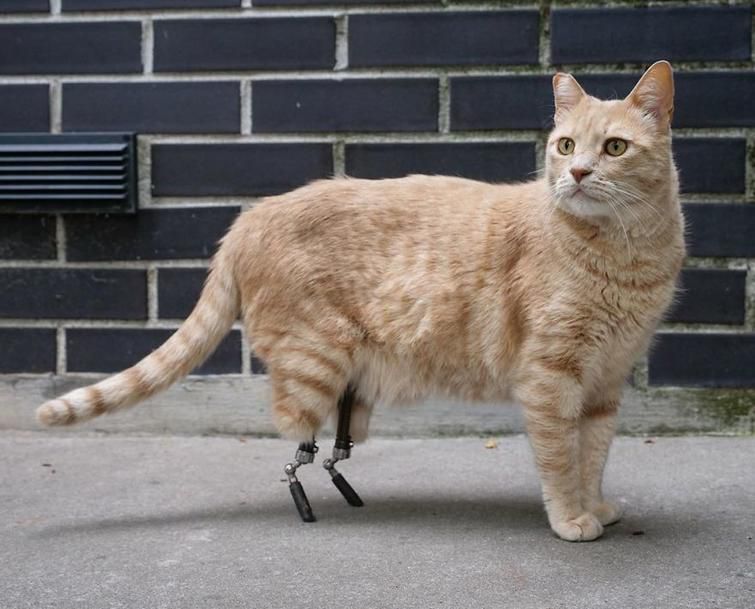 Кіт залишився без двох задніх лап, але йому встановили протези і тепер він живе повноцінним життям. Тепер котик нічим не поступається іншим котам. Відео лише підтверджує це.