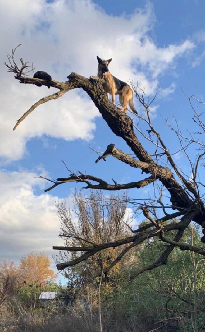 Коли пожежникам повідомили причину виклику, вони вирішили, що це жарт — вівчарка застрягла на дереві, коли наздоганяла кота. Кумедна історія.