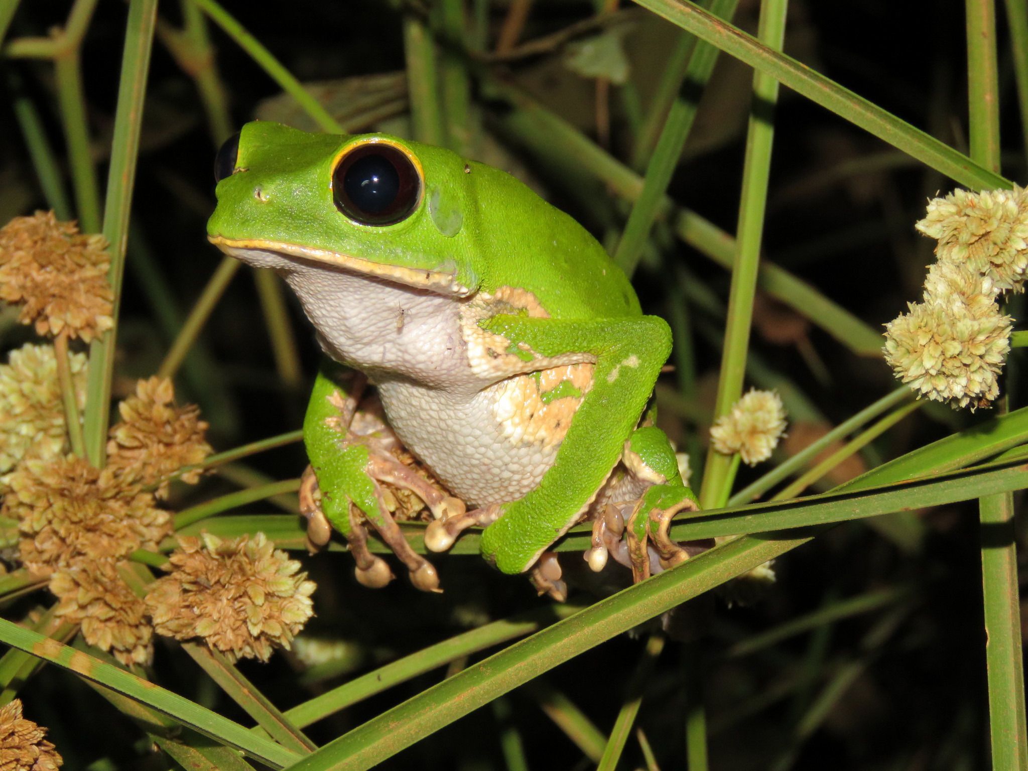 Рідкісну жабу виявили біологи в Бразилії. Даному виду загрожує небезпека через фрагментації лісу.